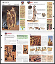 Fold-Out Sheet - Meerkat - 6 picture