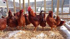 6 Pure Bred Rhode Island Red Fertile Hatching Eggs picture