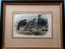 Grouse Lithograph Early 20th Century Formerly from The Turnberry Golf Hotel picture
