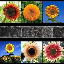 100+ SUNFLOWER RARE SEEDS MIX BEAUTIFUL FLOWERS BLOOMS MULTIPLE VARIETY GIANT US picture