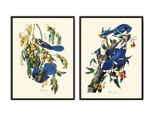 Blue Jay James Audubon Bird Wall Art Prints Set of 2 Beautiful Antique Unframed picture