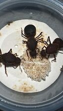 Queen Ant-Atta texana-Leafcutting Ants- 3 Queens w/ Fungus & Eggs-Feeder insects picture
