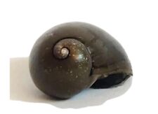 50 Olive Nerite Snails + Free Gift picture