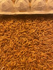 Mealworms Live - Medium & Large - Nutritious Live Meal Worms 25-5000ct picture