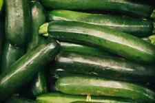 Organic Zucchini Seeds, Summer Squash, Heirloom, FRESH stock picture