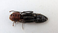 Camponotus gigas (pack of 5) picture