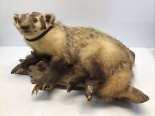 BADGER LIFE-SIZE TAXIDERMY MOUNT picture