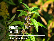 Mint, Wild (Corn Mint) seeds - Heirloom Herb (Mentha arvensis) - Aromatic and Re picture