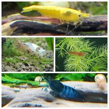 20 + extra Skittle Pack (Red, White, Blue & Yellow) Neocaridina Shrimp picture