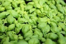Organic Sweet Basil Herb Seeds, Heirloom, FRESH stock picture