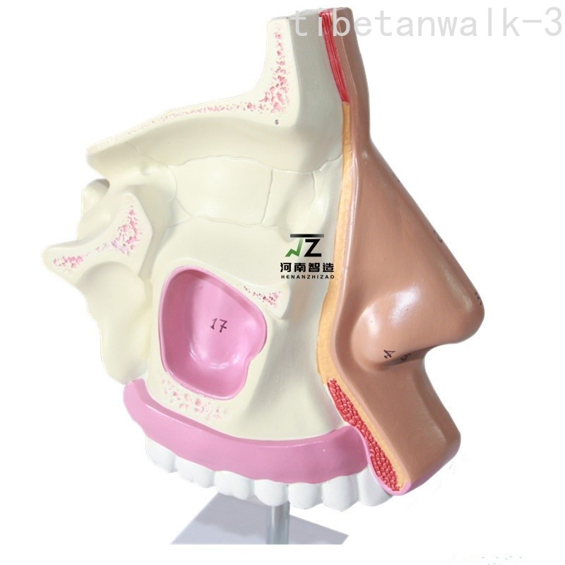 1:1 Life Sized Marked Human Nasal Cavity Anatomical Model Frontal Sinus Sphenoid