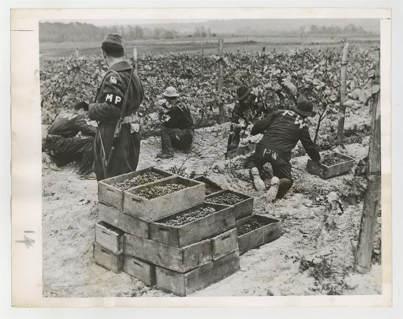 Italian Prisoners War POW Picking Grapes Fredonia, NY 1943 Camp Photo J15275 Italian Prisoners War POW Picking Grapes Fredonia, NY 1943 Camp Photo J15275