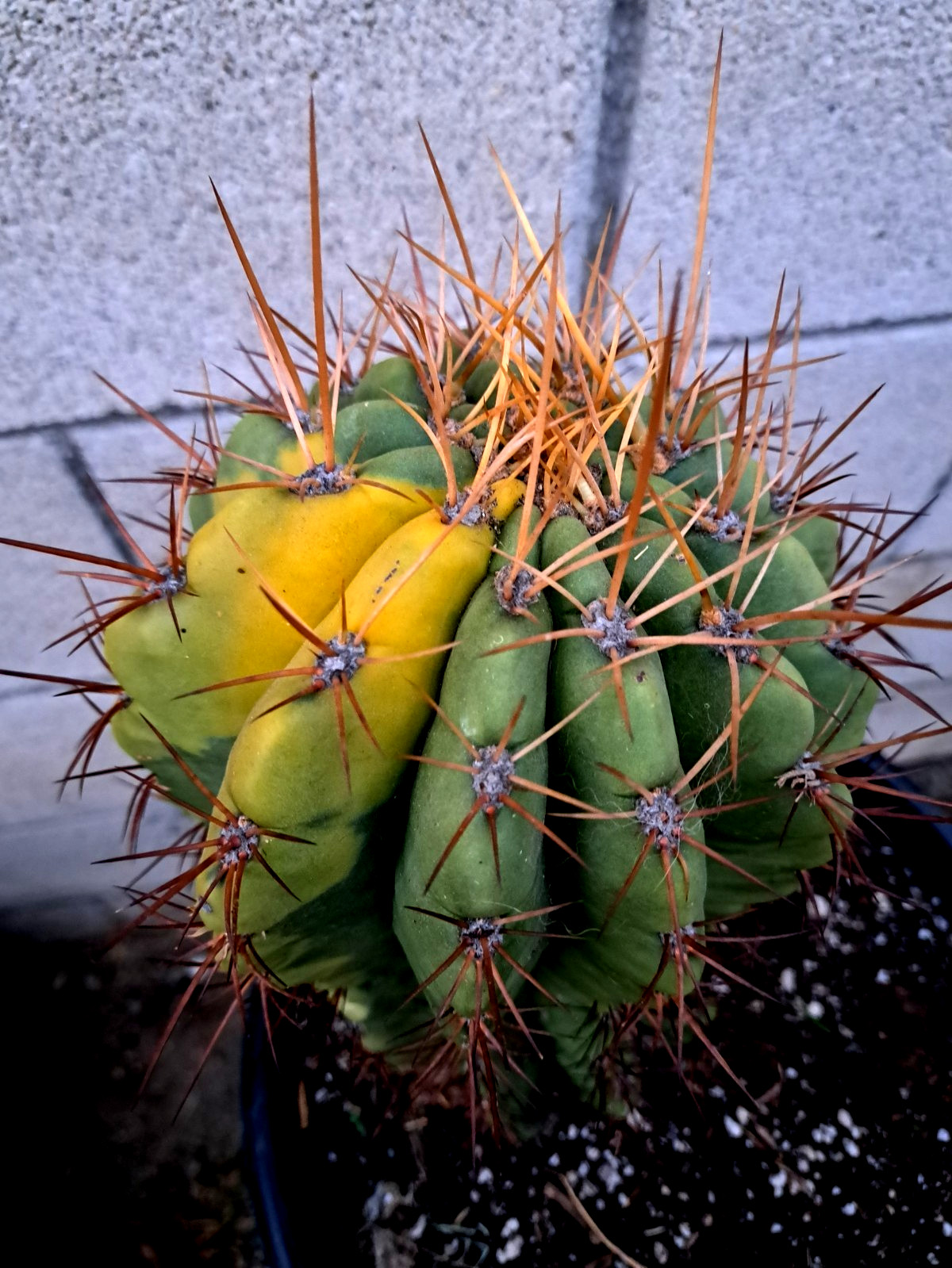 Echinopsis Cereus Pasacana Variegated Cactus Tree Plant RARE Echinopsis Cereus Pasacana Variegated Cactus Tree Plant RARE