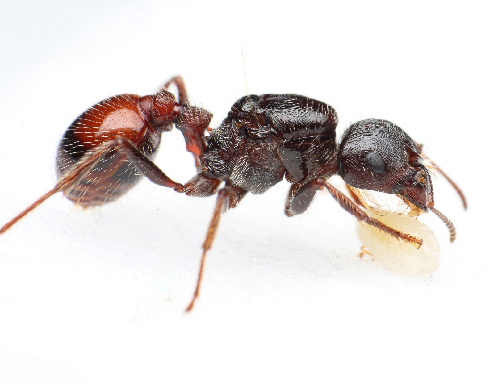 RARE Rough Harvester Ants Pogonomyrmex Rugosus Fresh Queen  W/ Eggs Live Bee