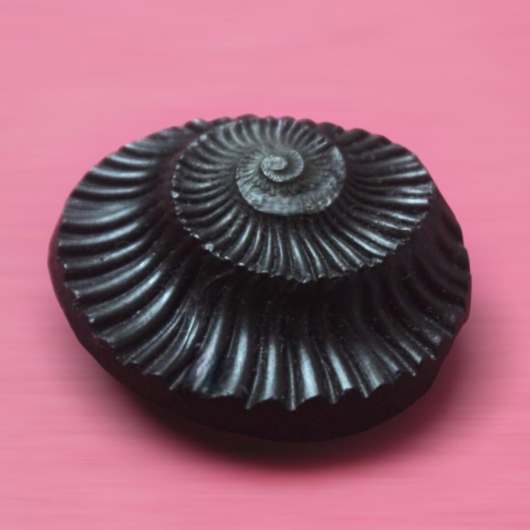 Sudarshan Shaligram Stone from Nepal Gandaki River Chakra Saligram 1.5