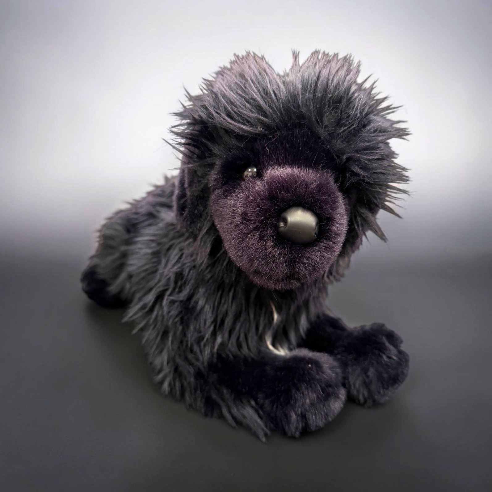 Douglas St. John Newfoundland Black Dog 14\