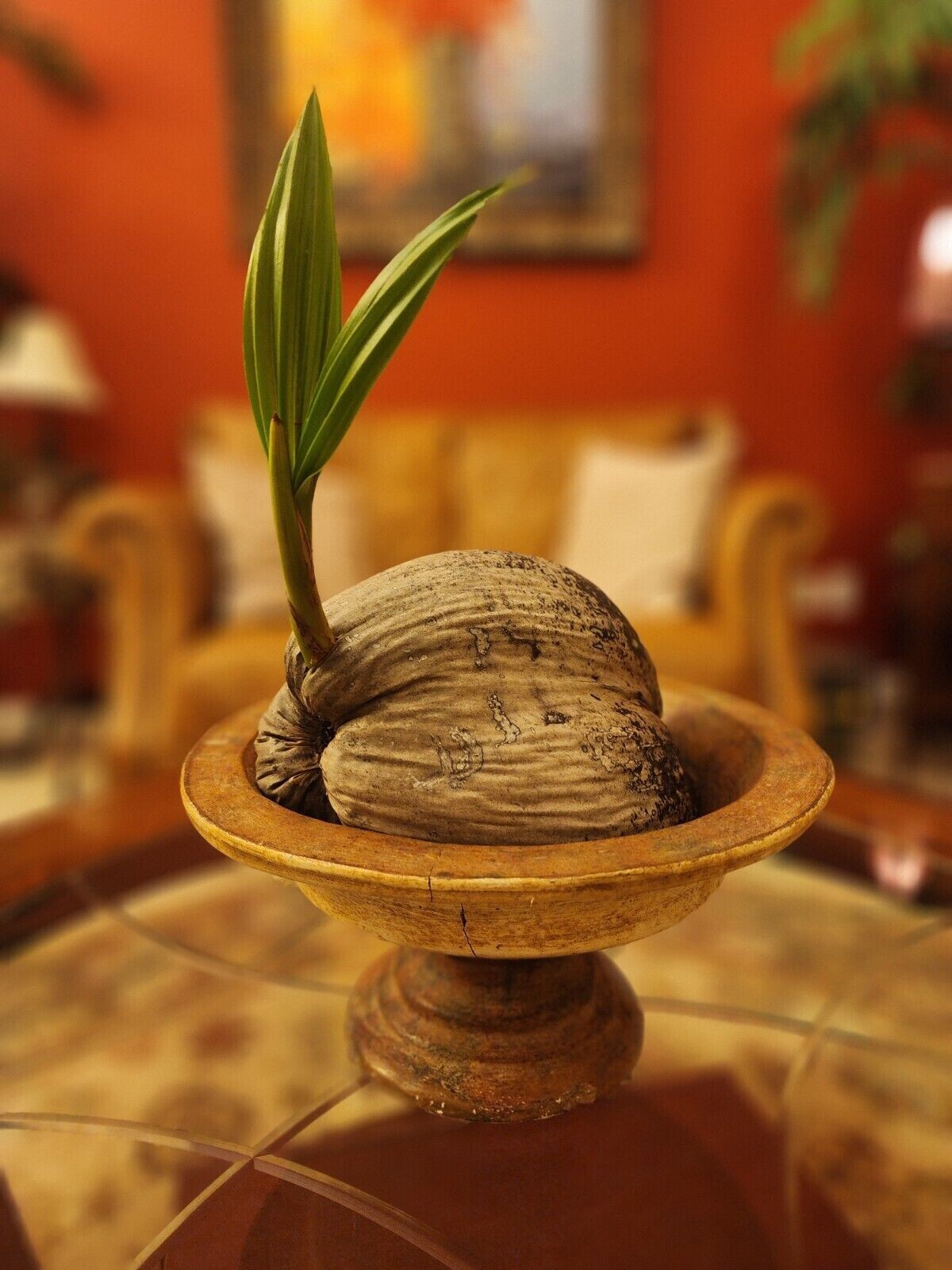 Sprouted Coconut Tree, Ready to Plant or Bonsai 
