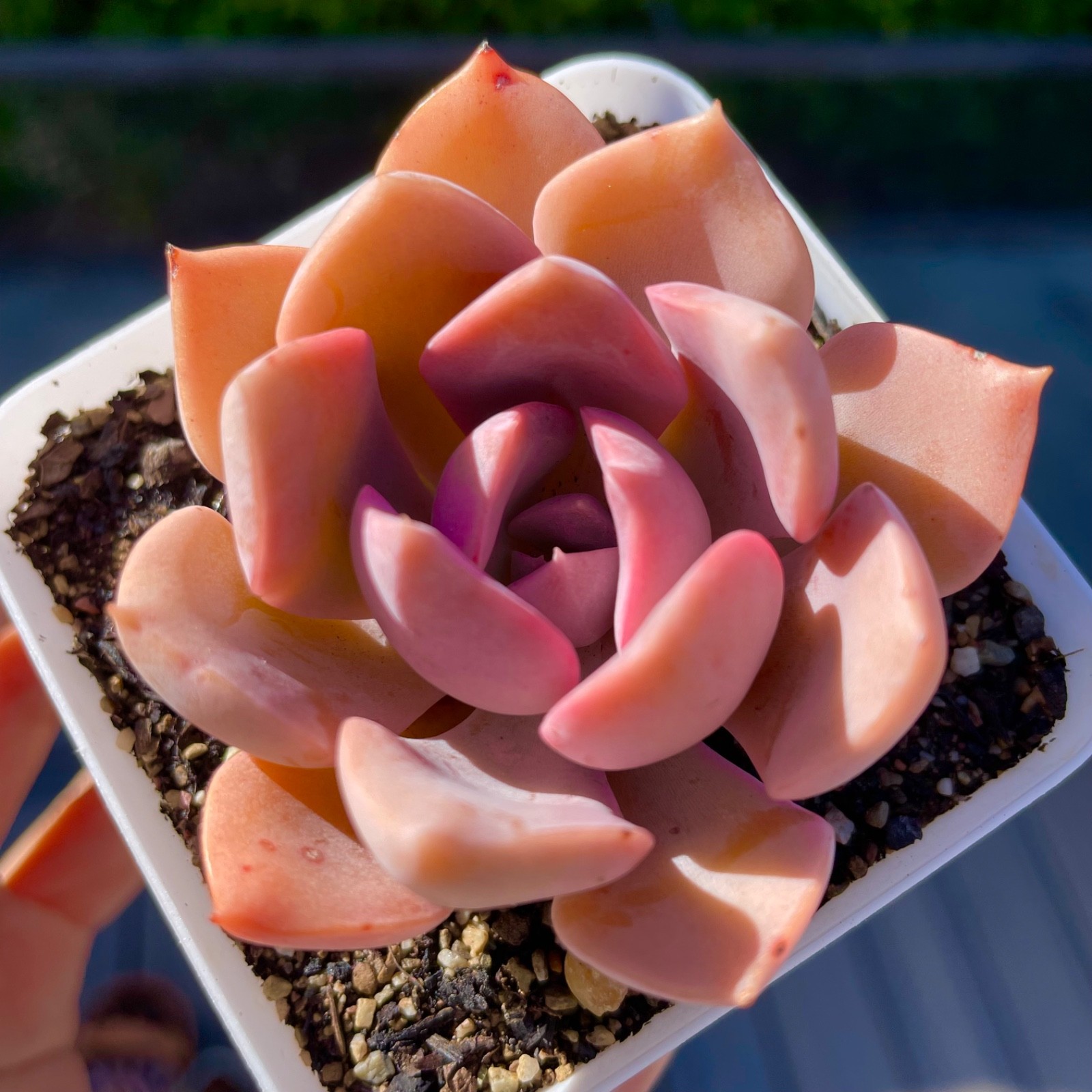 Rare Succulent Graptoveria Debbie Pink Purple Rooted Live Plant 2.75 Inch Rare Succulent Graptoveria Debbie Pink Purple Rooted Live Plant 2.75 Inch