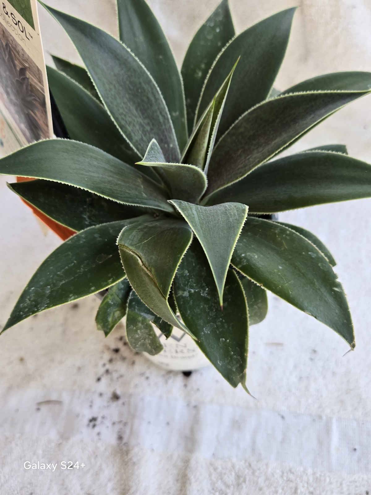 1 Large MANGAVE - LAVENDER LADY..BOGO SALE