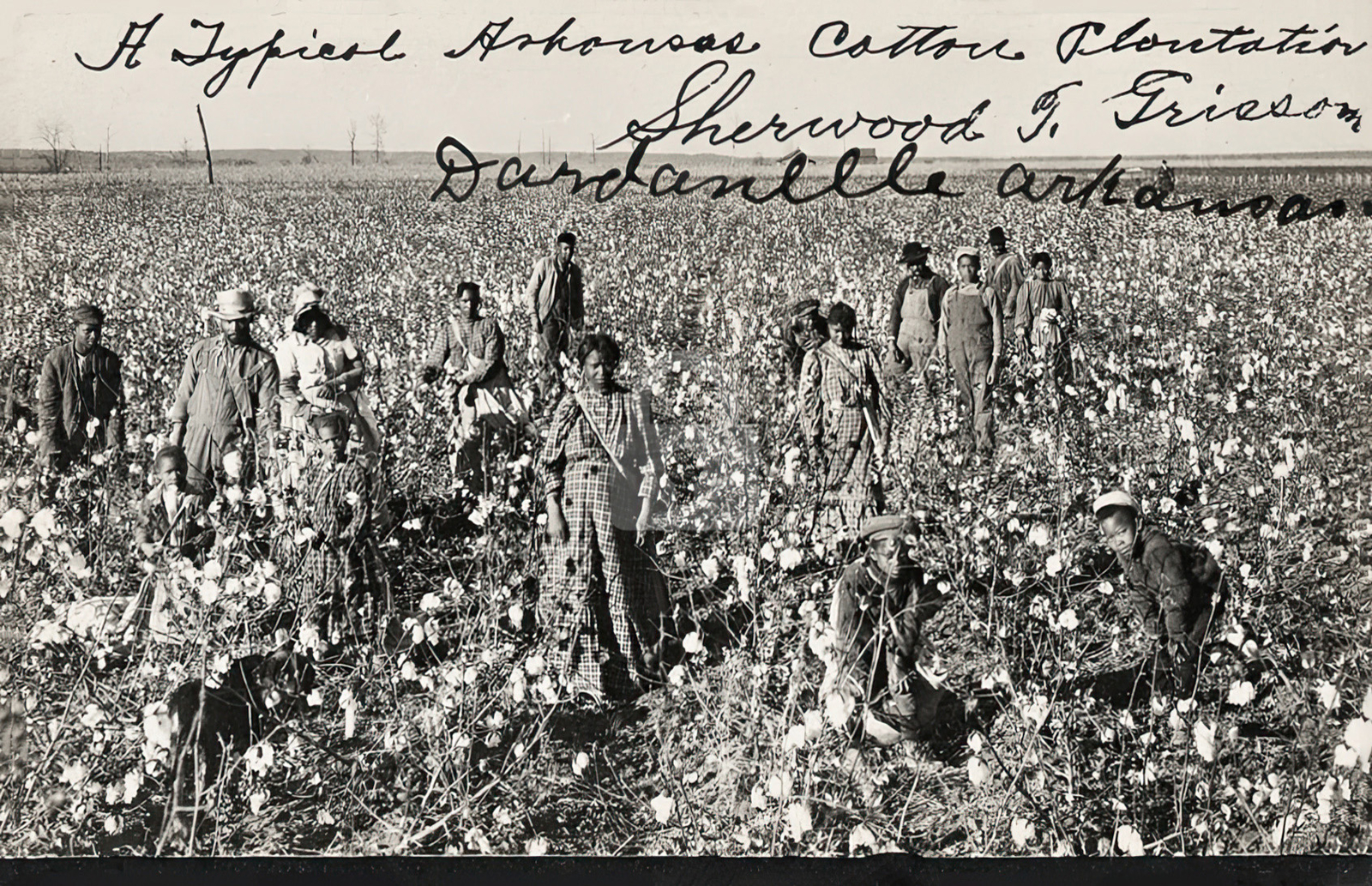Arkansas cotton plantation Dardanelle AR Arkansas 1906 RPPC Photo Postcard COPY Arkansas cotton plantation Dardanelle AR Arkansas 1906 RPPC Photo Postcard COPY