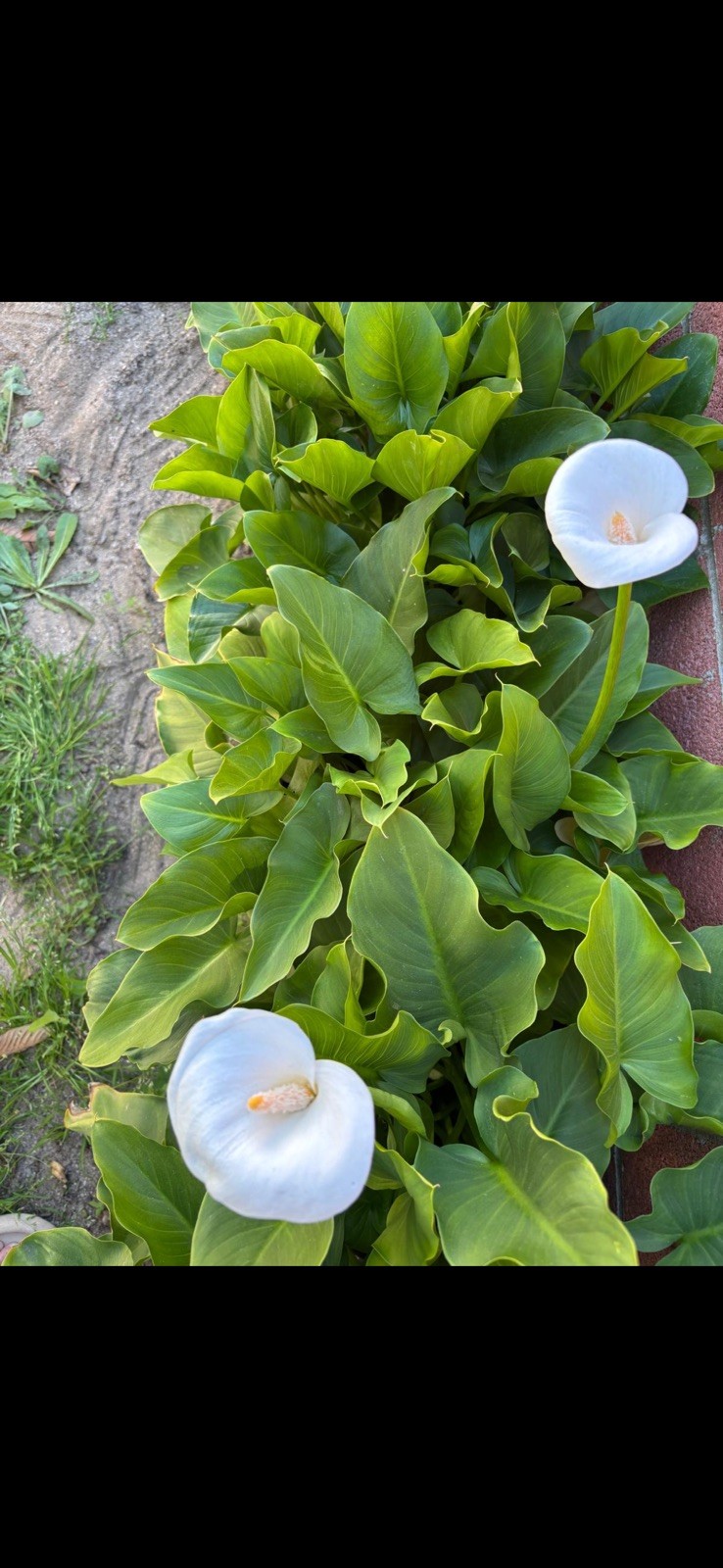   White Calla Lily Bulbs for Planting - Big Healthy Bulbs for Growing