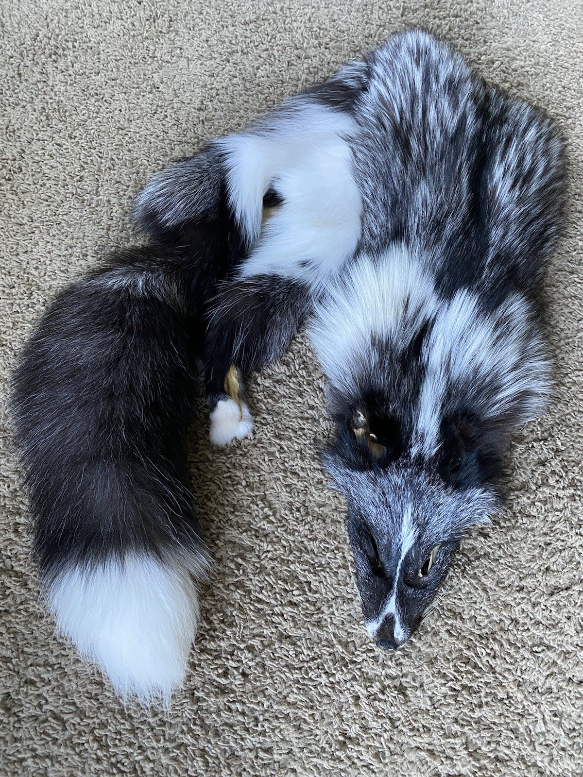 Real Ranch Fox 5* Fur Tanned Pelt Leather Red Silver Platinum Cross Hybrid