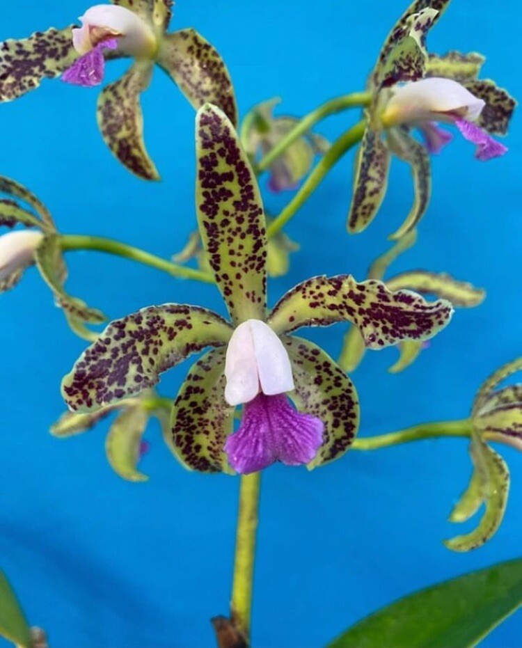 Cattleya guttata Coer Gabriel AM X Coer Isabel AM Species Orchid Eros 2” Pot