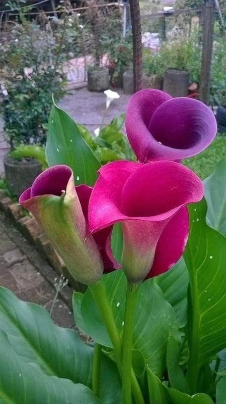 Imported Veriety Calla Lily Flower Bulbs Home Outdoor Flowering pack of 2 bulbs Imported Veriety Calla Lily Flower Bulbs Home Outdoor Flowering pack of 2 bulbs