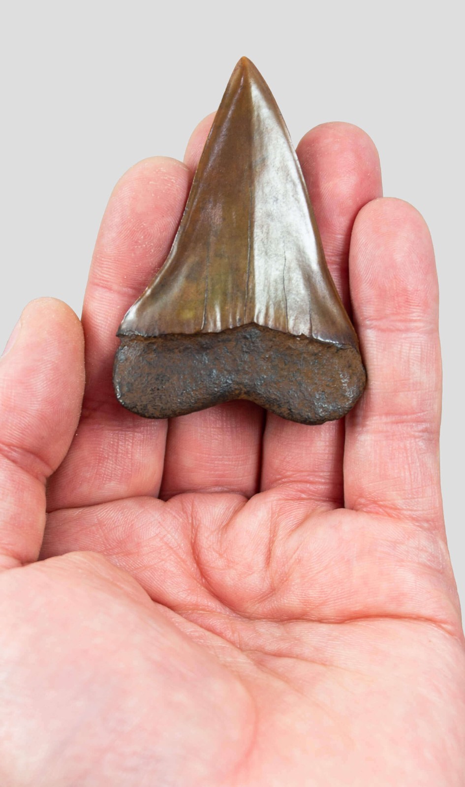 Isurus Hastalis Big-Tooth Mako Shark Tooth Fossil - Collectors Grade 48mm