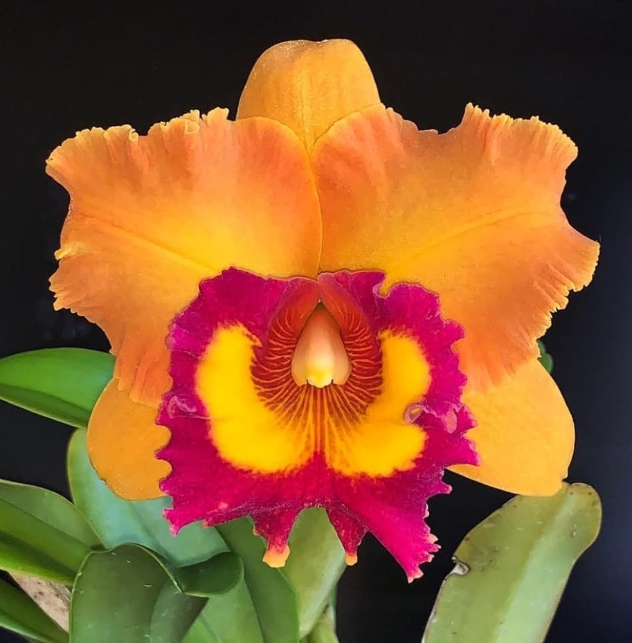Rlc Nakorncharisi Delight \'#3\' Near bloom sz cattleya orchid clone. lg fragrant