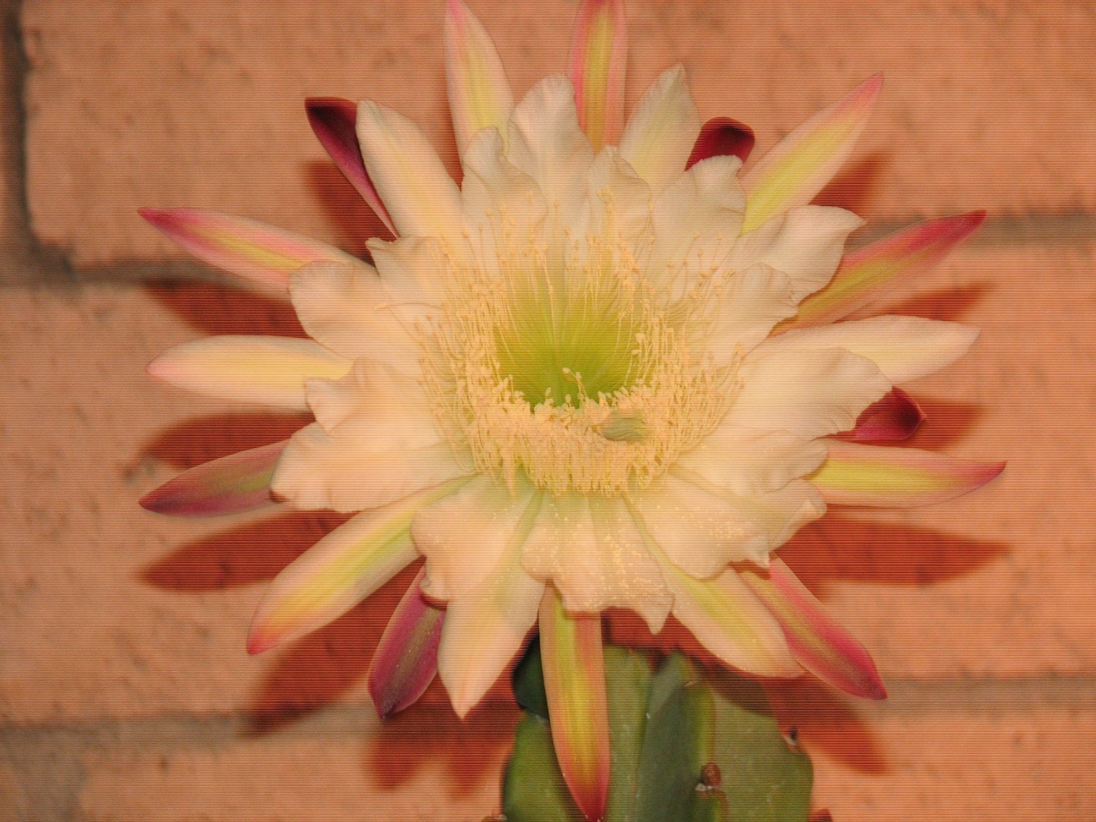 23 in tall, 4 in wide Cereus columnar cactus plant