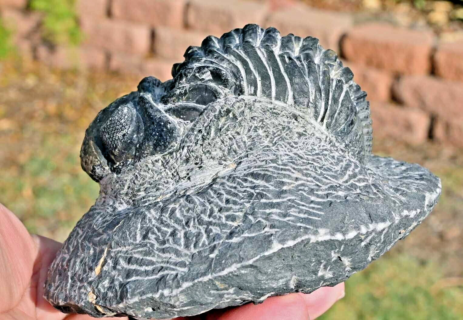 Trilobite Fossil, Drotops,  5.3 inches, from Morocco #3