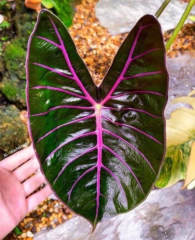 Pretty Imported Double Alocasia Green And Pink Flower Bulbs Pack Of 2 Bulbs