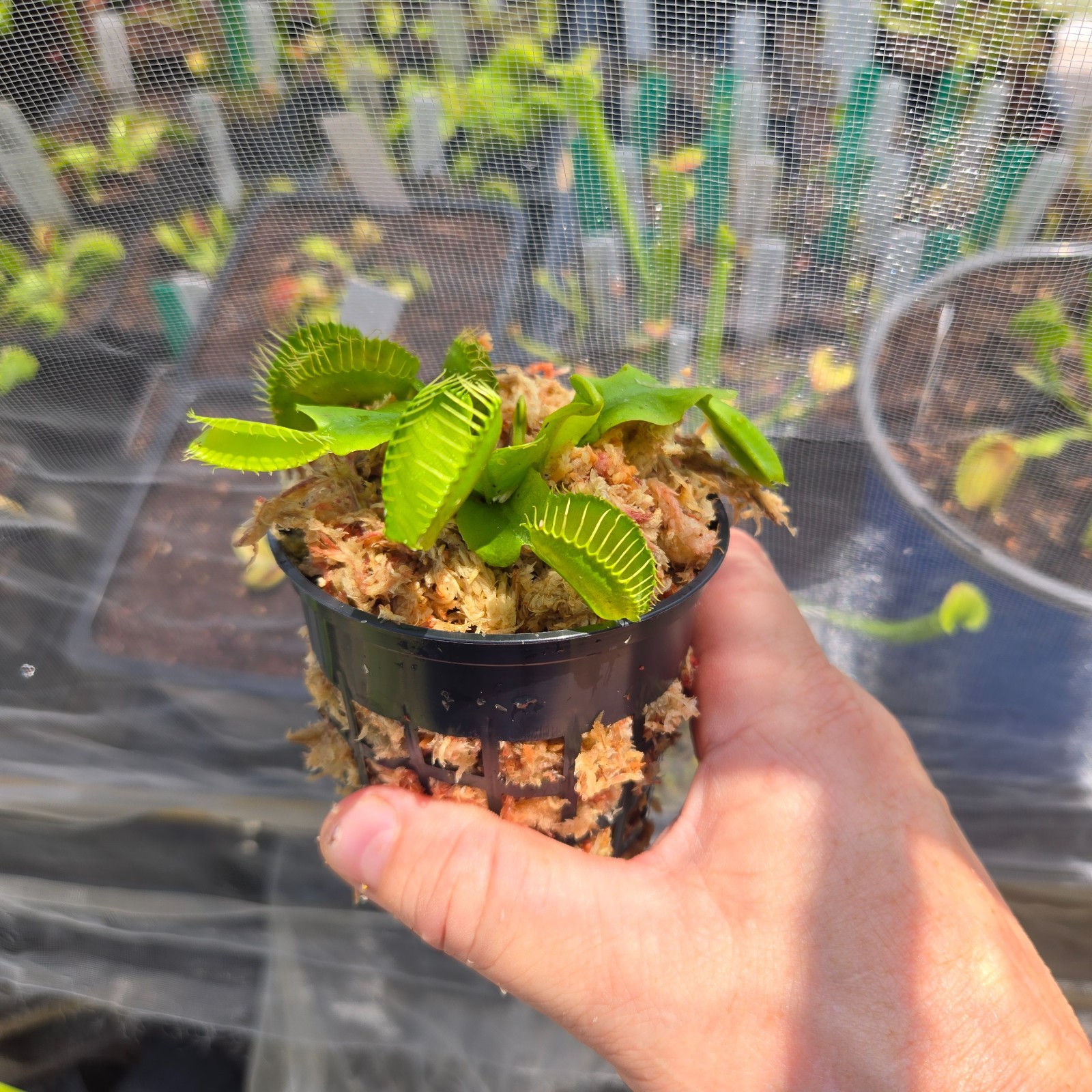 B52 Hybrid Venus Flytrap – Giant Trap Carnivorous Plant – Live Dionaea Muscipula
