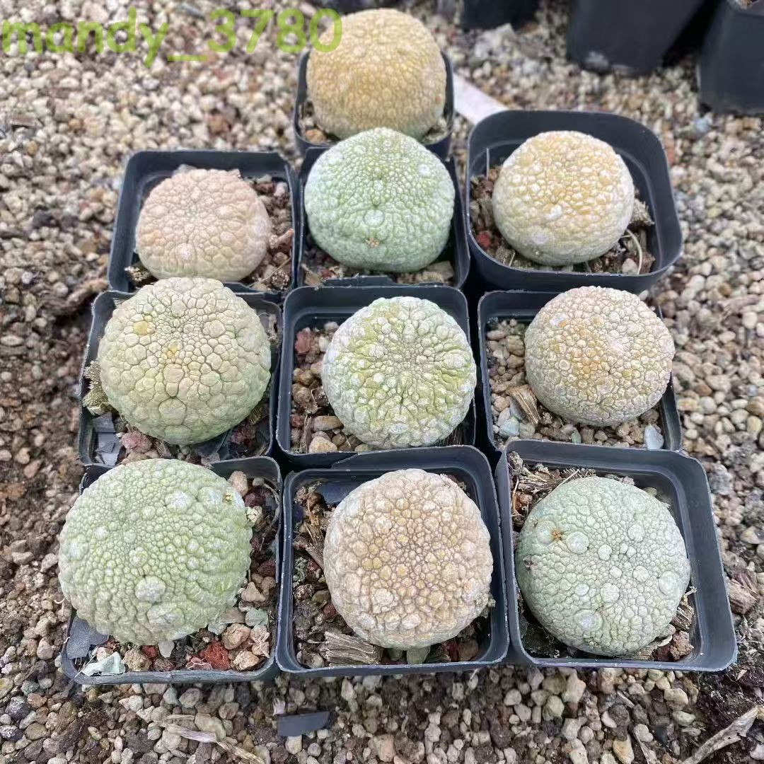 Wholesale 5/10PCS Pseudolithos migiurtinus Succulent cactus Garden Plants