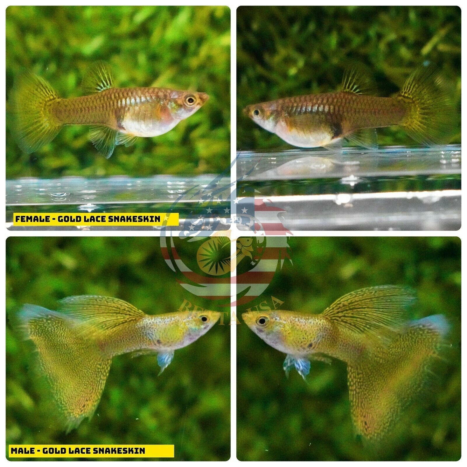 5 PAIR    - Live Aquarium Guppy Fish High Quality -  Gold Lace