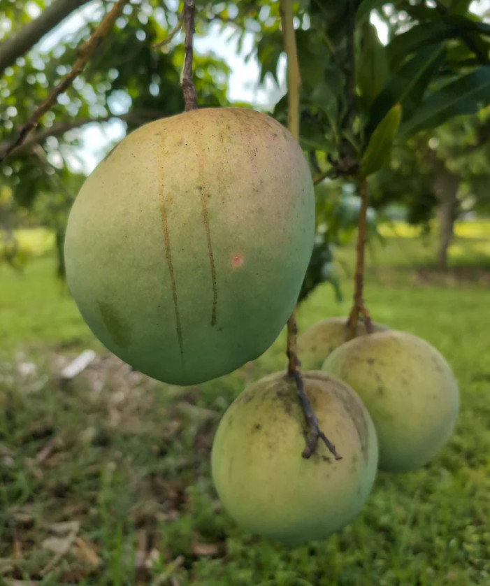 Live Grafted Pina Colada Mango Tree - 3 Gal Pot - Fruit Tree - No Ship to CA