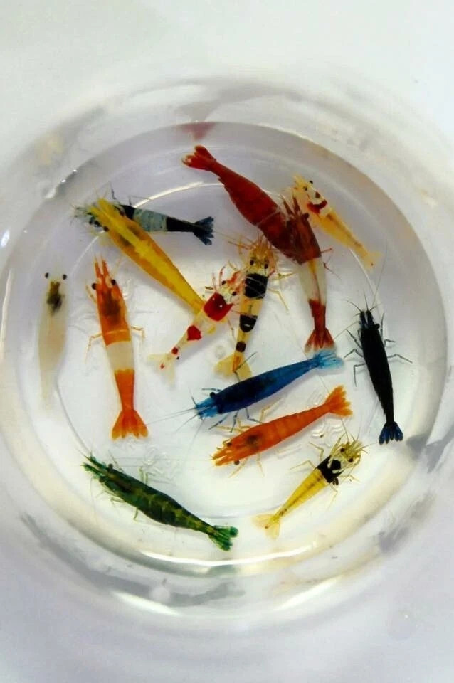 10+1 Adult Neocaridina Candy Skittle Live Shrimp Mixed Colors Freshwater USA