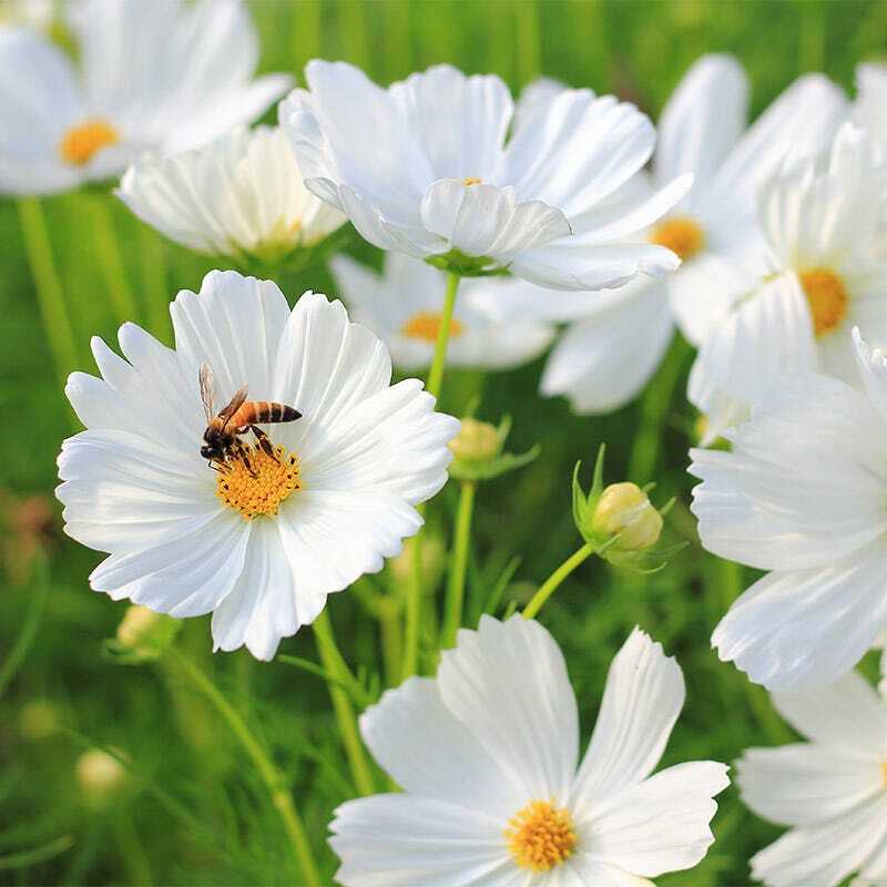 Cosmos PURITY ALL WHITE Angel Garden Moon Garden Tall Non-GMO 200 Seeds