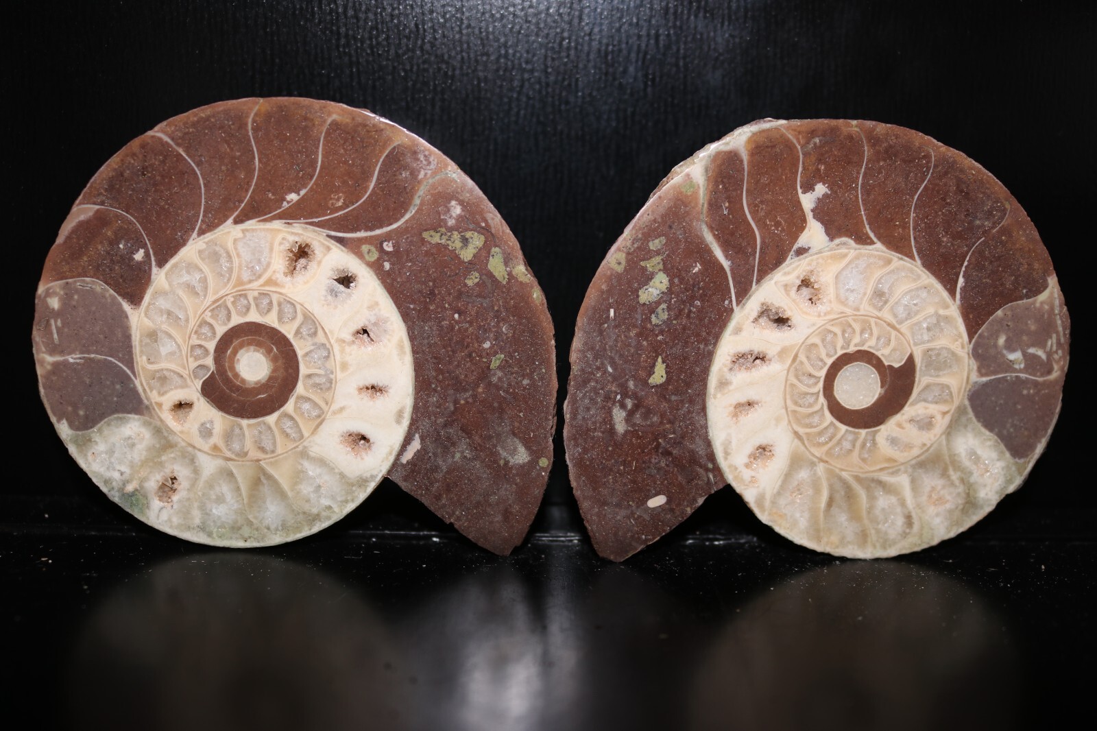 Split Timor Ammonite Pair – UV Reactive 3 1/4\ Split Timor Ammonite Pair – UV Reactive 3 1/4\
