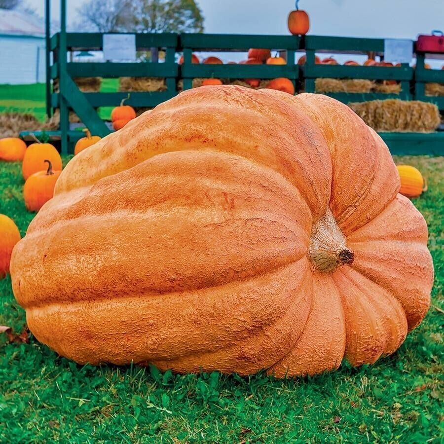 10 Dill\'s Atlantic Giant Pumpkin Seeds - Heirloom ---- WORLD RECORD --- NON GMO 10 Dill\'s Atlantic Giant Pumpkin Seeds - Heirloom ---- WORLD RECORD --- NON GMO