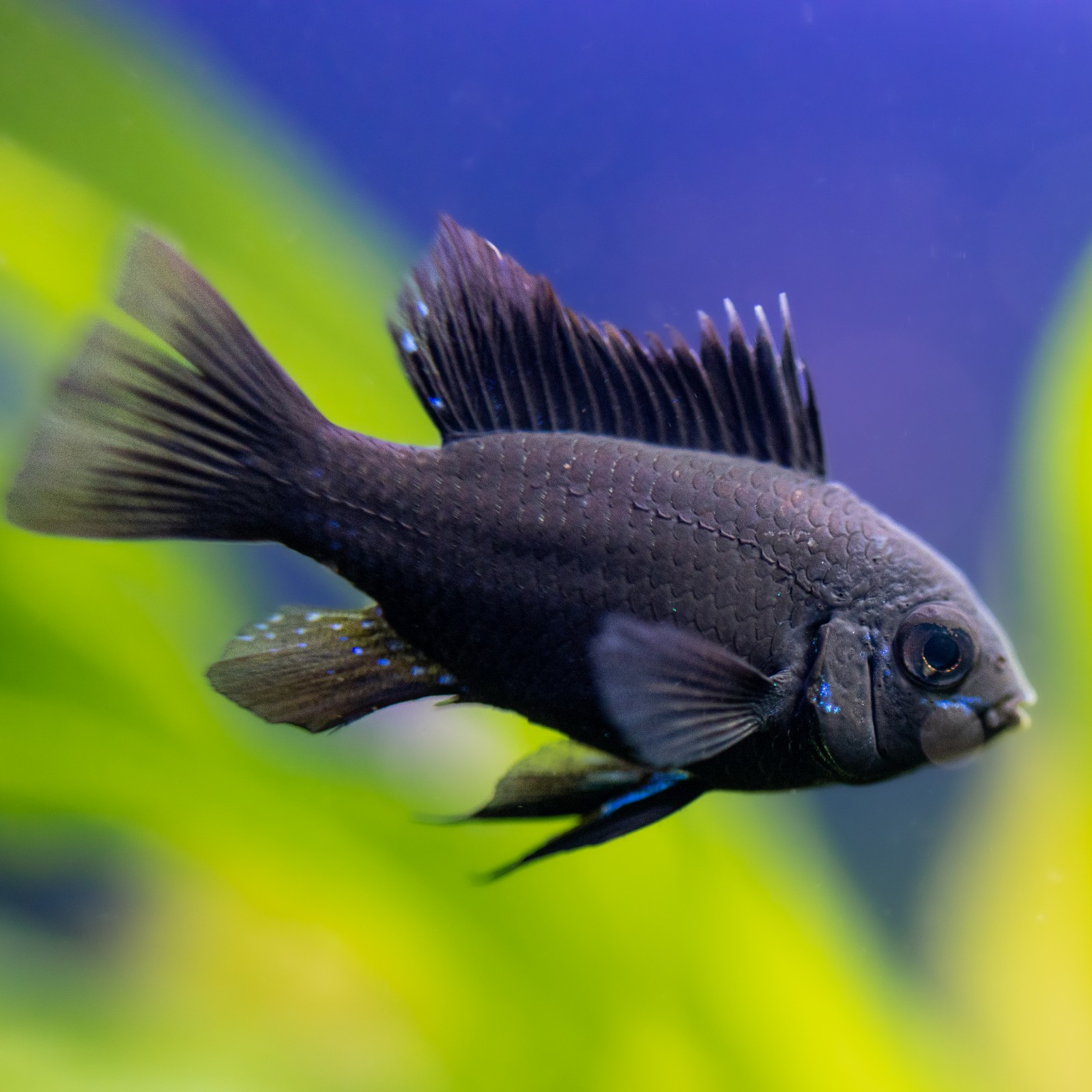 Breeding Pair of German Black Knight Ram Dwarf Cichlid M+F | Live Fish | U.S.