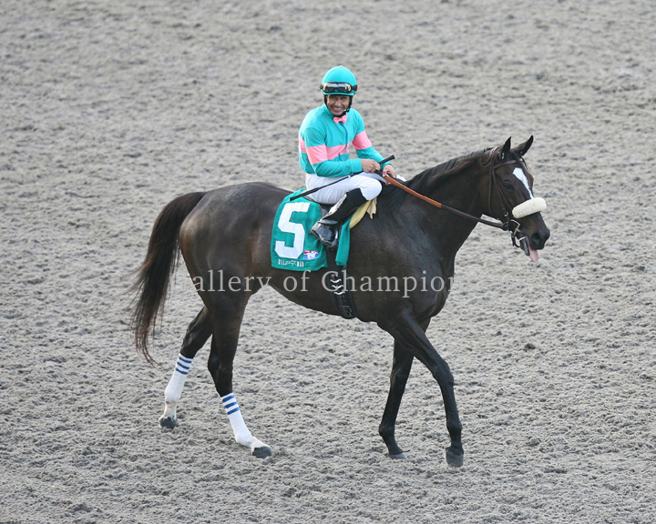 Zenyatta 2010 Clement Hirsch Post Parade Photo 8\