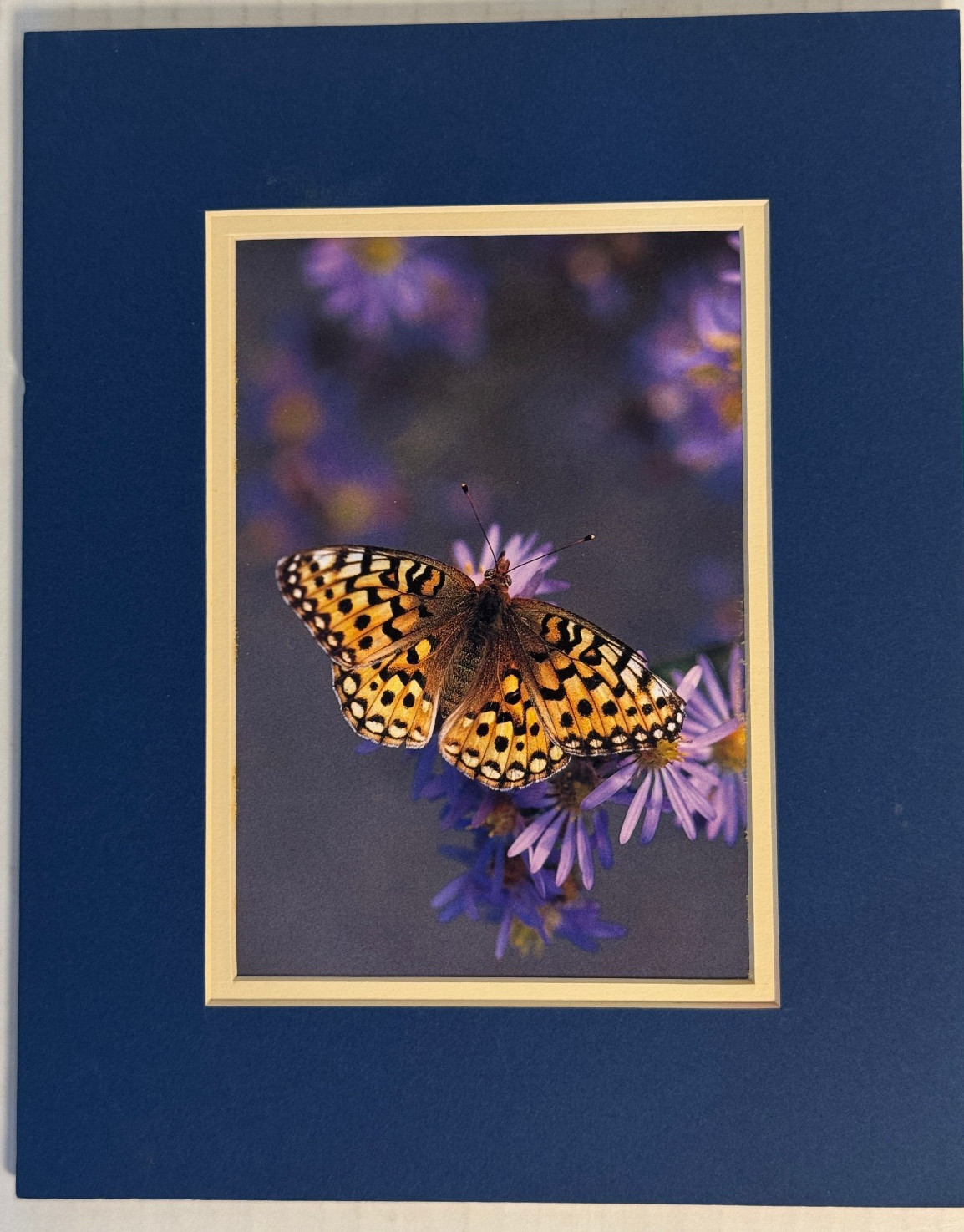 Original Butterfly Flowers Nature Print by Gary Crandall 8x10 Matted  Photo NEW