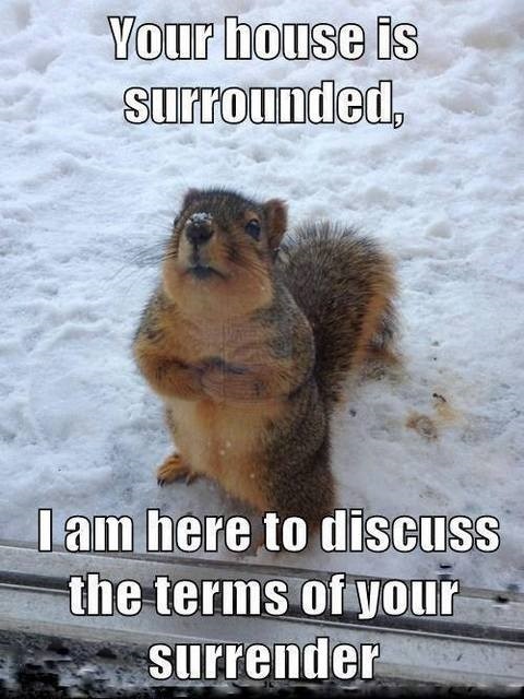 Funny Squirrel refrigerator magnet 3 1/2 x 4 1/2 Funny Squirrel refrigerator magnet 3 1/2 x 4 1/2