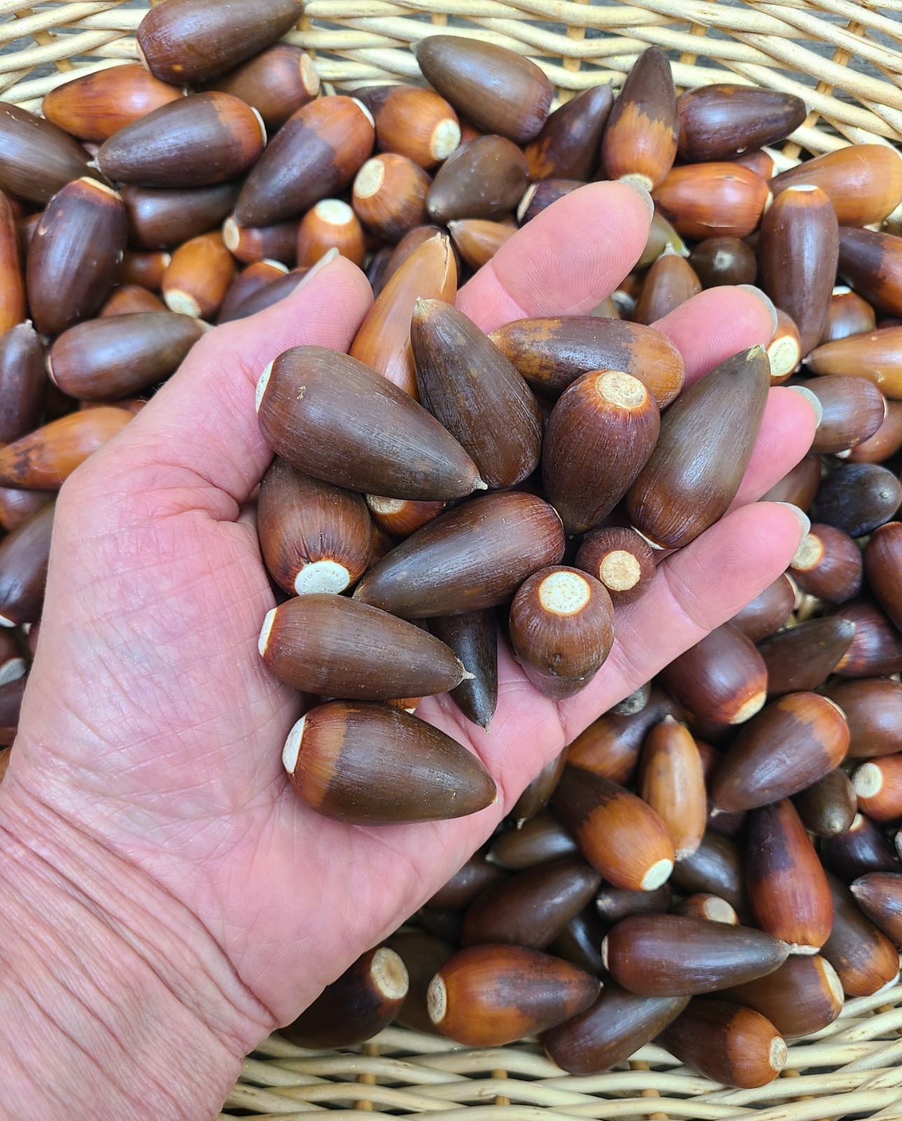 2026 VINTAGE NAPA VALLEY CALIFORNIA, NATIVE “VALLEY OAK” (QUERCUS LOBATA) ACORNS