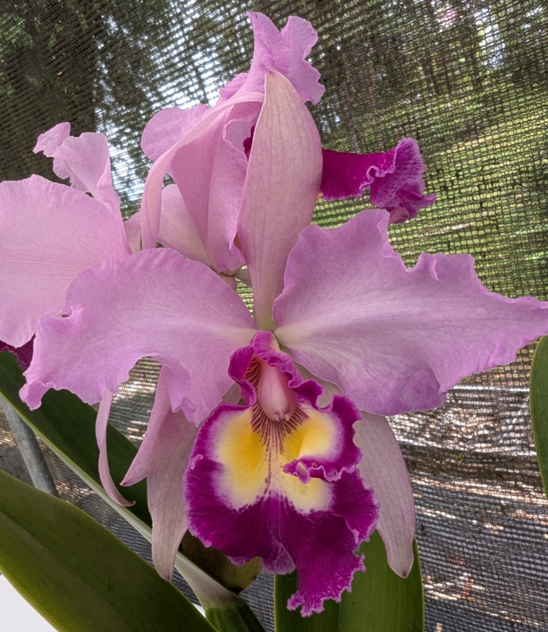 HARDYANA C. dowiana v rosita 'Sebastian Ferrell'  x C. warscewiczii 'Geneslag'