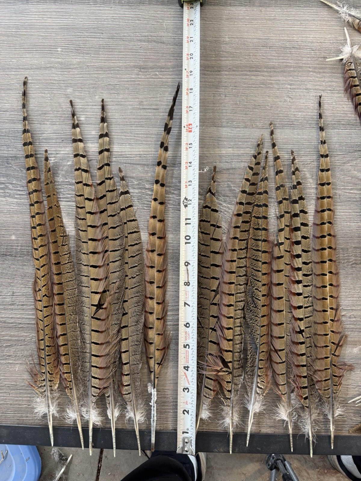 12 Ringneck Pheasant Tail Feathers 14-19\