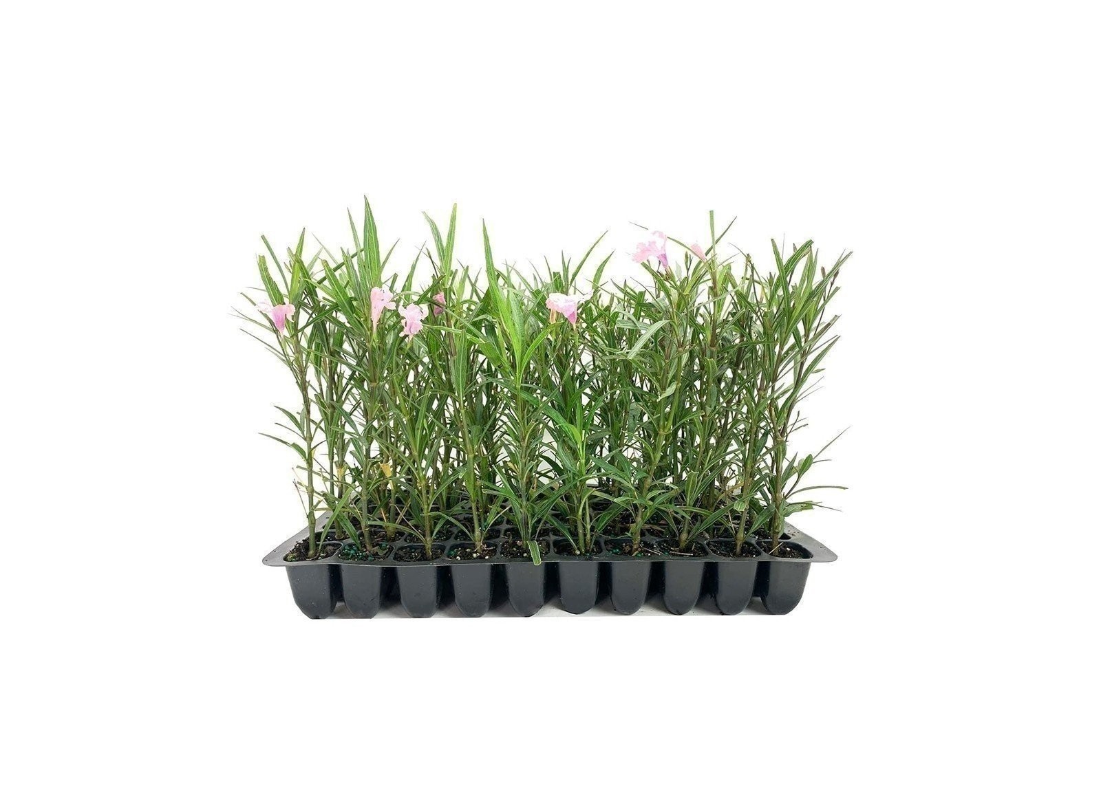 Mexican Petunia Pink | 2 Inch | Ruellia brittoniana | Low Maintenance | Hardy
