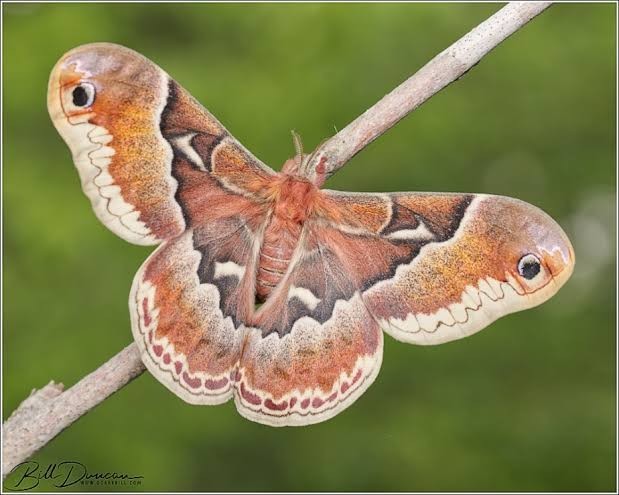1X Promethea Moth Cocoon ( Callosamia Promethea ) Live feeder insect cocoons 1X Promethea Moth Cocoon ( Callosamia Promethea ) Live feeder insect cocoons